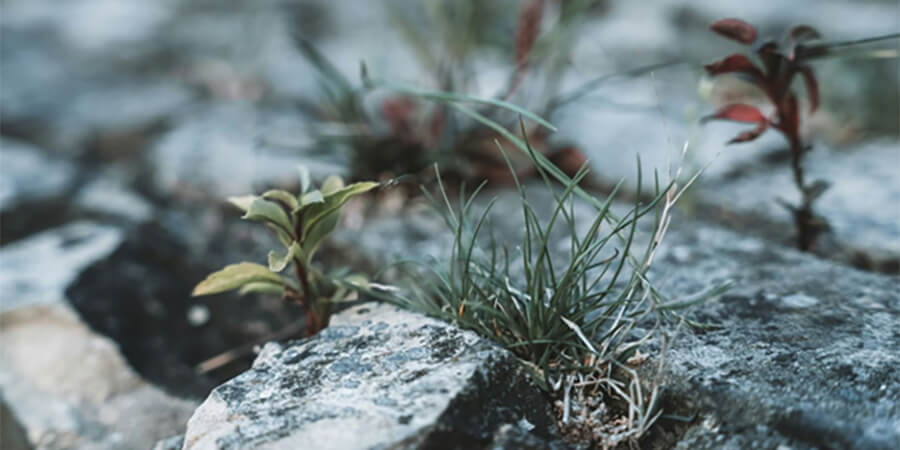 Sappling growing amounst rocks.
